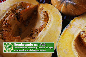 calabaza picada