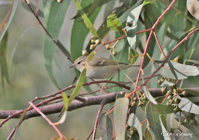 Mosquiter de Hume (Phylloscopus humei)