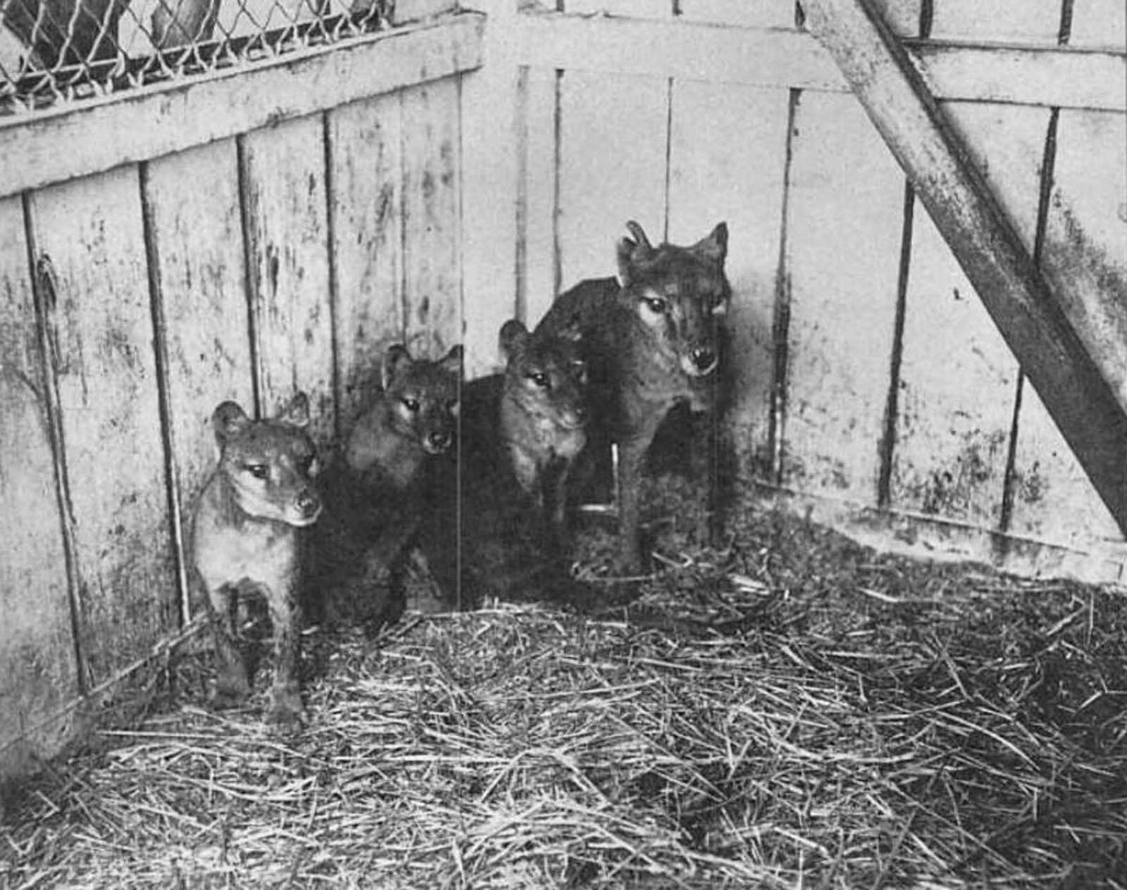 An adult thylacine and three juveniles at the Hobart Zoo. 1909.