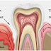 What's The Discovery Of The Various Stages Of Gum Disease You Do Not Know