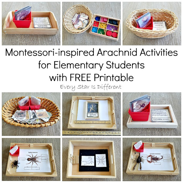 Montessori-inspired Arachnid Activities for Elementary Students with FREE Printable