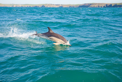 Dolphins in Cornwall spotted with a Wavehunters boat trip