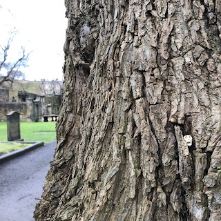 Skulferatu #20 in tree at Greyfriars Kirkyard, Edinburgh. Photo by Kevin Nosferatu for the Skulferatu Project