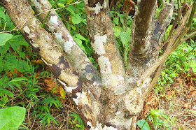 bark of a mikan tree