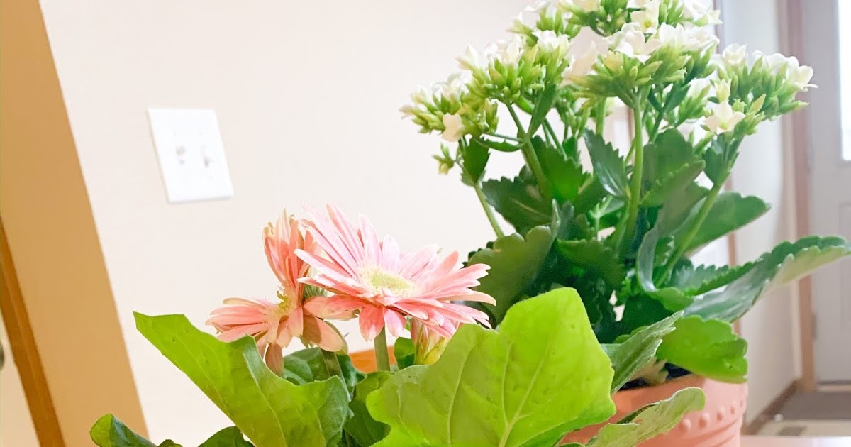 Target Flower Pots for Indoor Plants