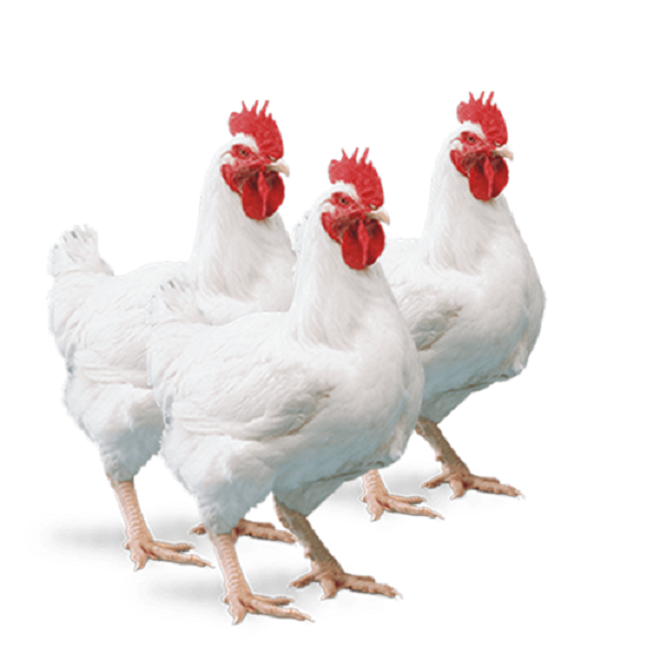 WHY IT IS MORE PROFITABLE AND BETTER TO START RAISING BROILERS BY 68WKS