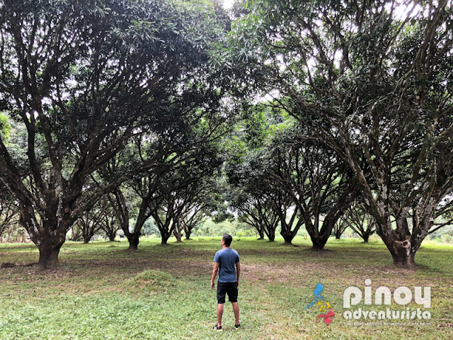  Ferme de Mango în Guimaras Filipine