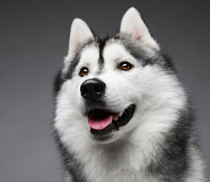 all dogs are beautiful