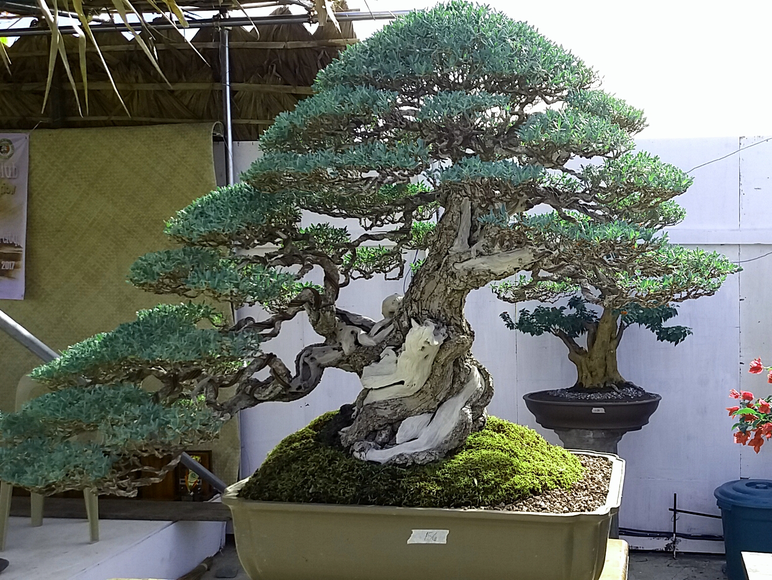 Ilocos Bonsai Exhibit In Kannawidan Festival