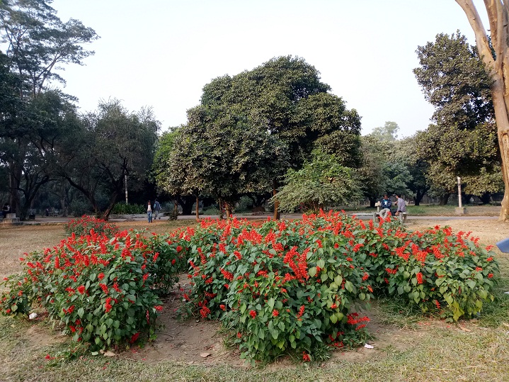  Primo S5 review Camera Sample 2