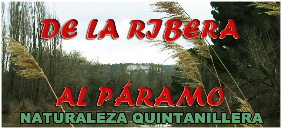 DE LA RIBERA AL PÁRAMO-NATURALEZA QUINTANILLERA