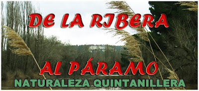 DE LA RIBERA AL PÁRAMO-NATURALEZA QUINTANILLERA