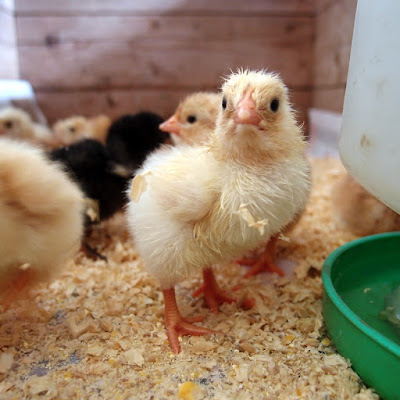 eight acres: tips for raising chicks