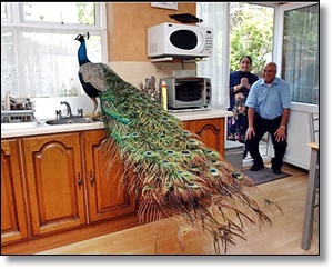 pet+peacock+pic+for+twitter+pic+for+stor