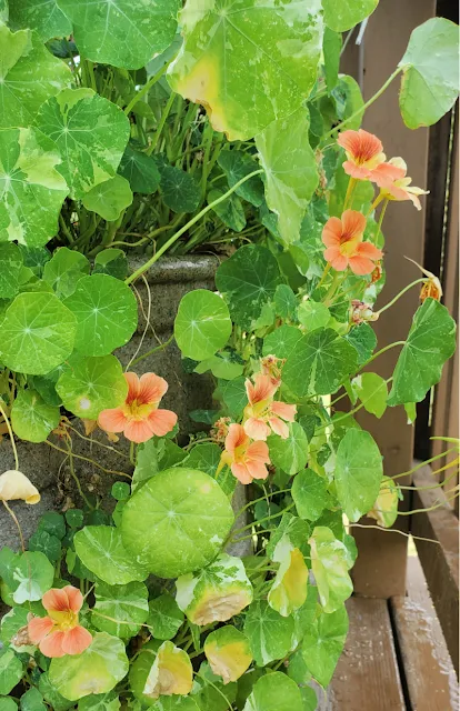 nasturtium flowers