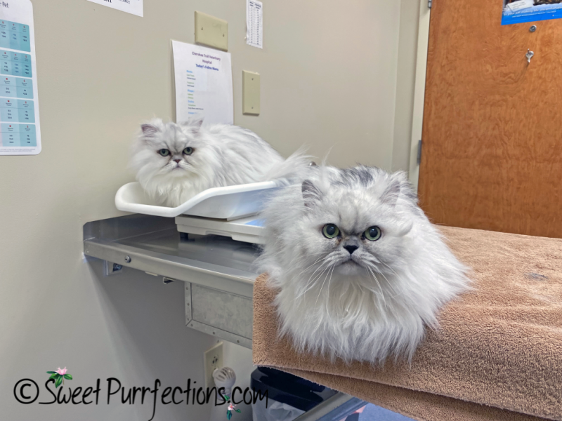 two persian cats on an examination table