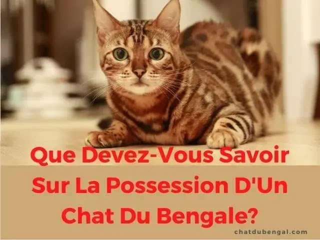 Que Devez-Vous Savoir Sur La Possession D'Un Chat Du Bengale?