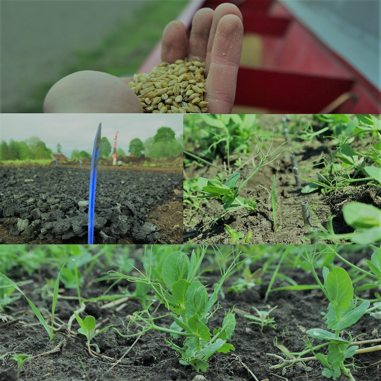 AgriChar towards a carbonnegative agriculture The 2017 field season has started for biochar