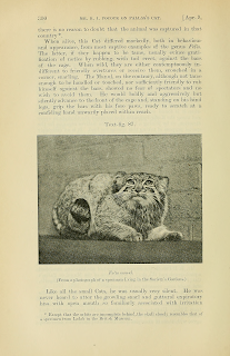 1906-1907 yılları arası Londra Hayvanat bahçesinde yaşayan erkek Tibet Pallas kedisi.