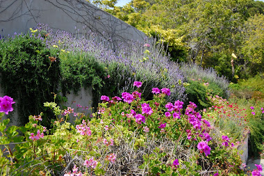 Lavender & Rosemary