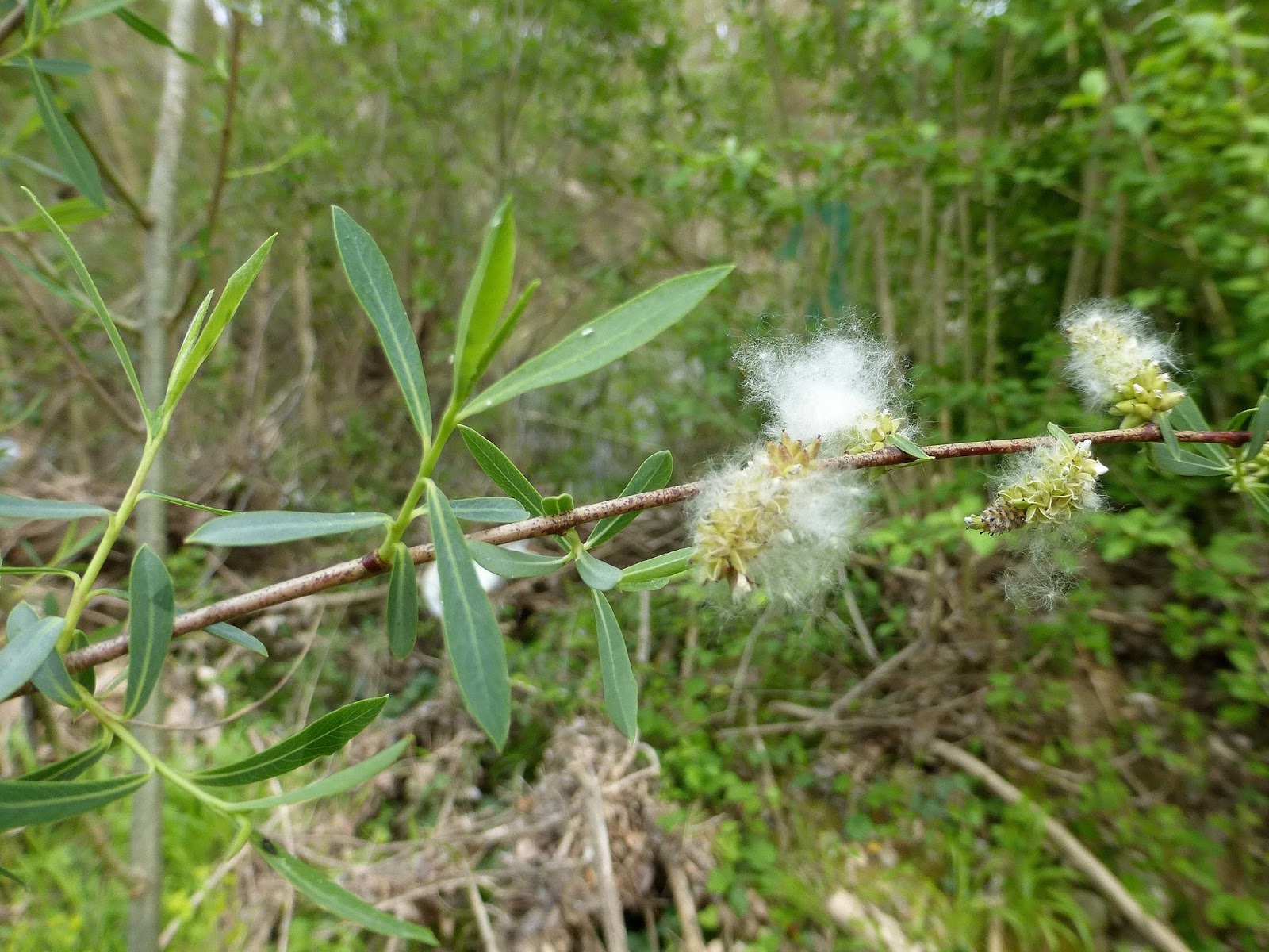 rocayflor Salgueras del Vero