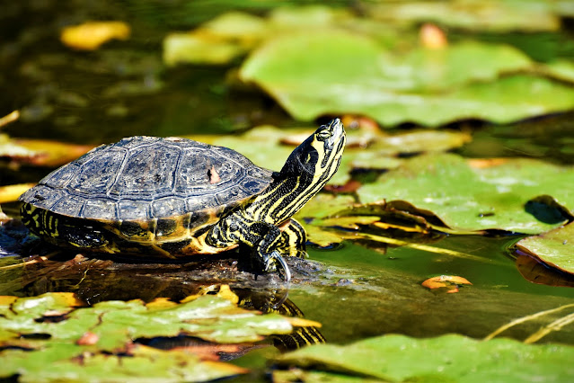 Tortoise information in hindi