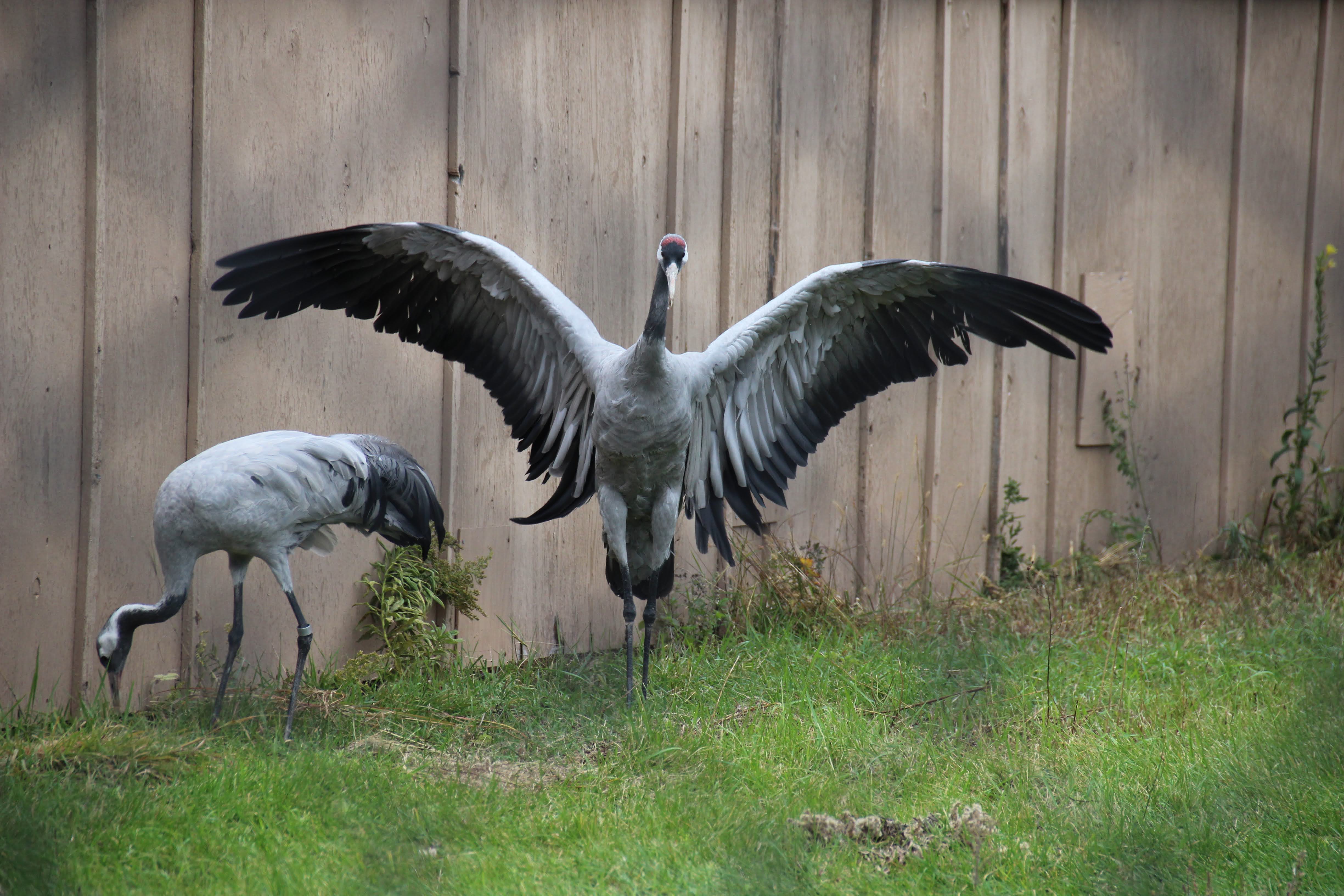 To Behold the Beauty Still More Cranes
