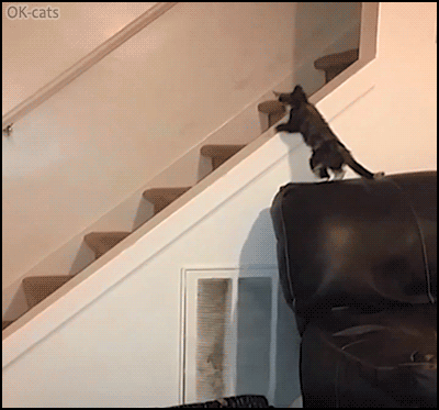 Funny Cat GIF • Hilarious moment when your funny kItty bravely slides down stair railing. Weeeeee!!! Funny Cat GIF • Hilarious moment when your funny kItty bravely slides down stair railing. Weeeeee!!!