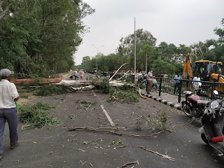 The tree fell due to strong winds Police Lines Road Patiala 5 IMG 20210615 170925 -