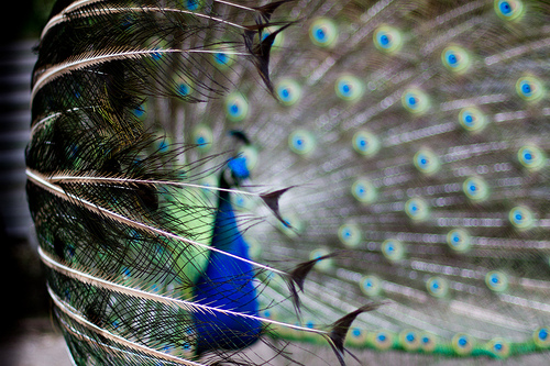 Catatan Engz 10 Gambar Burung Merak Indah dan Cantik 