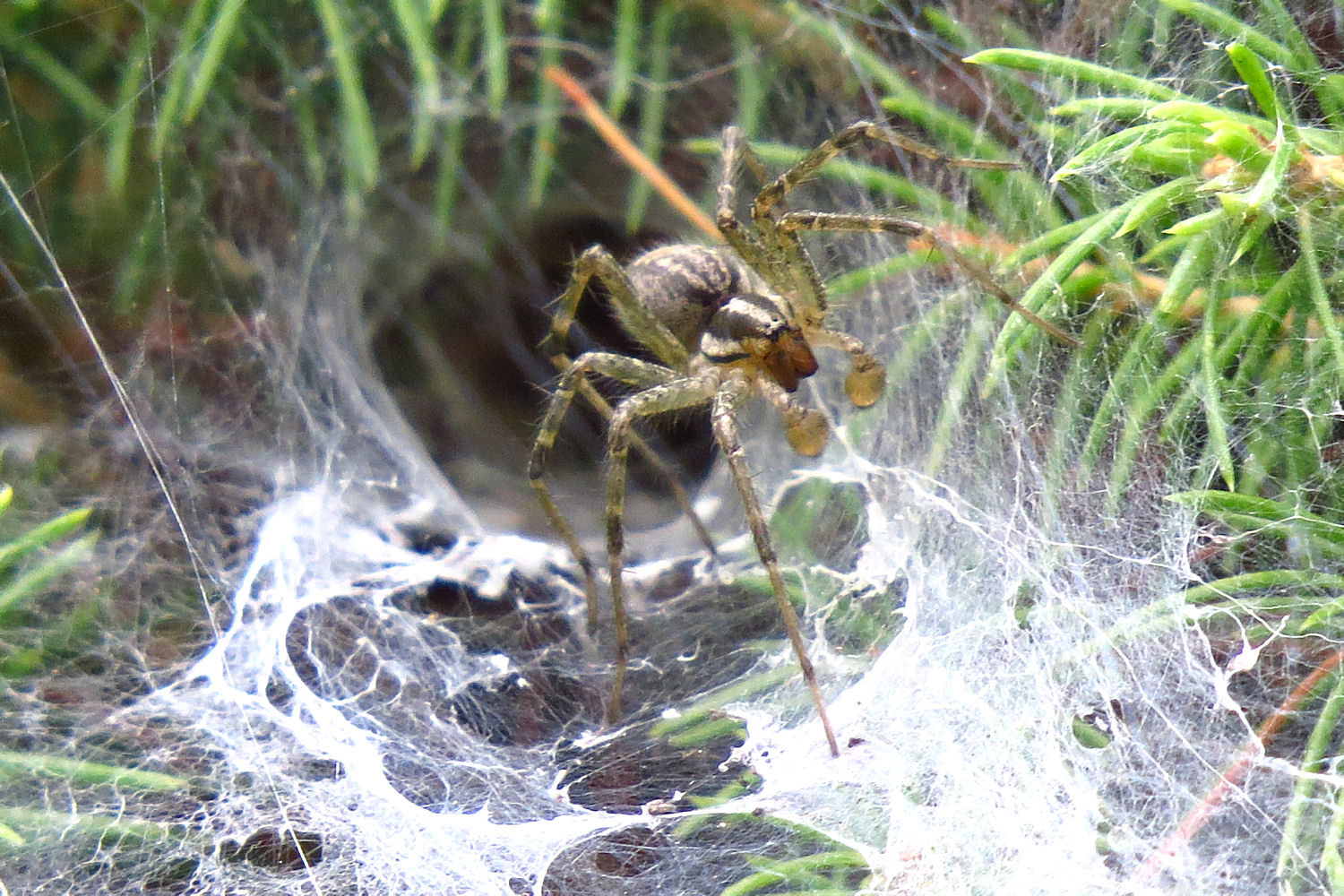 grass spider grass spider