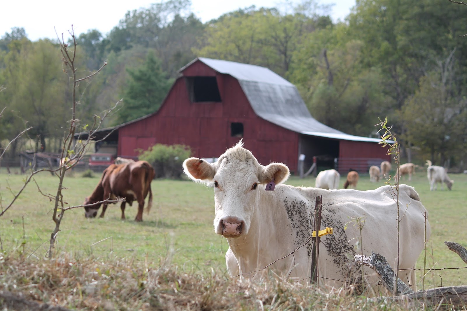 The Missouri Mom Farms of Missouri The Curious Cows