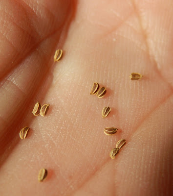 Tiny celeriac seeds