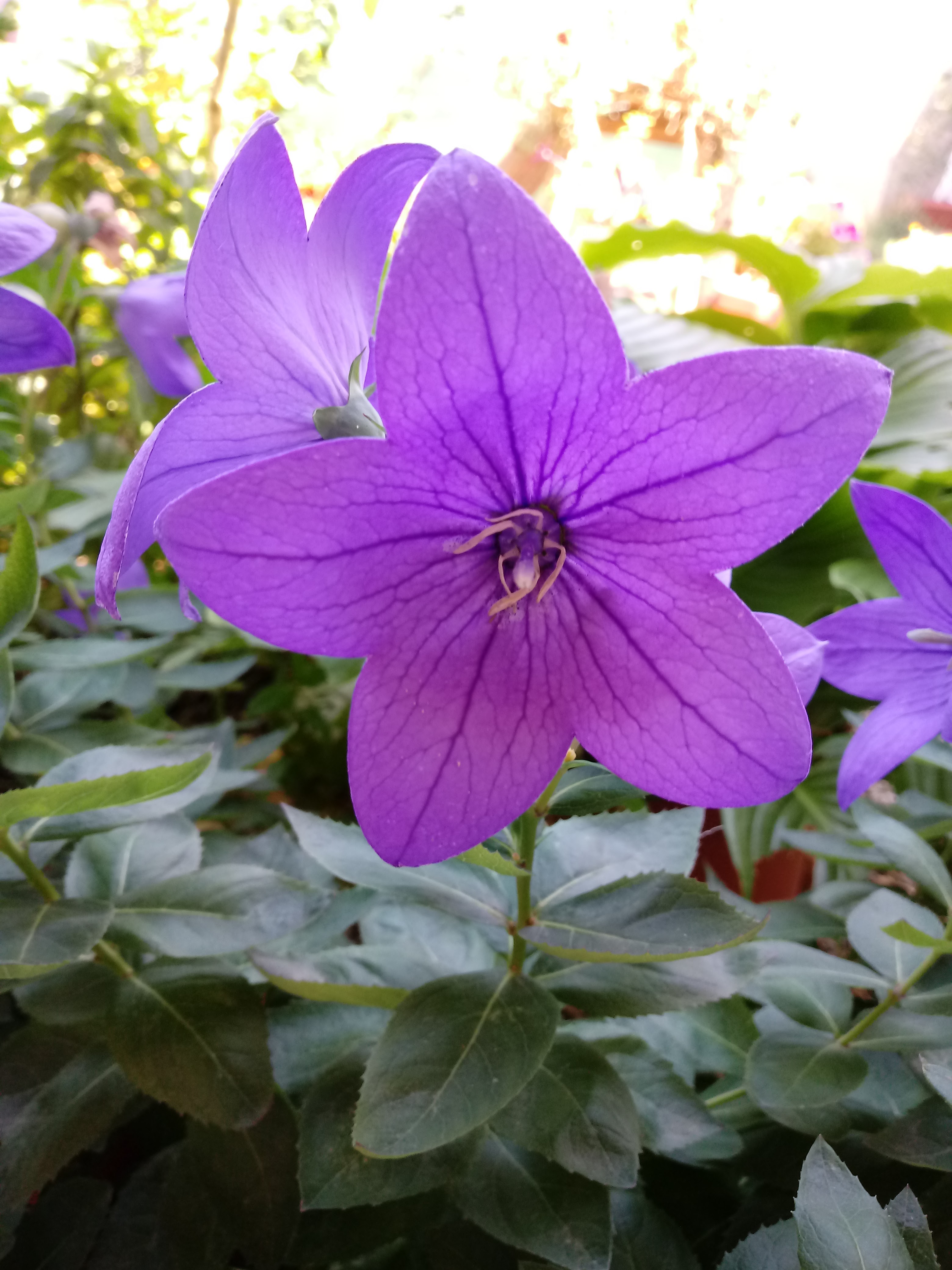Una flor azul violeta en forma de estrella