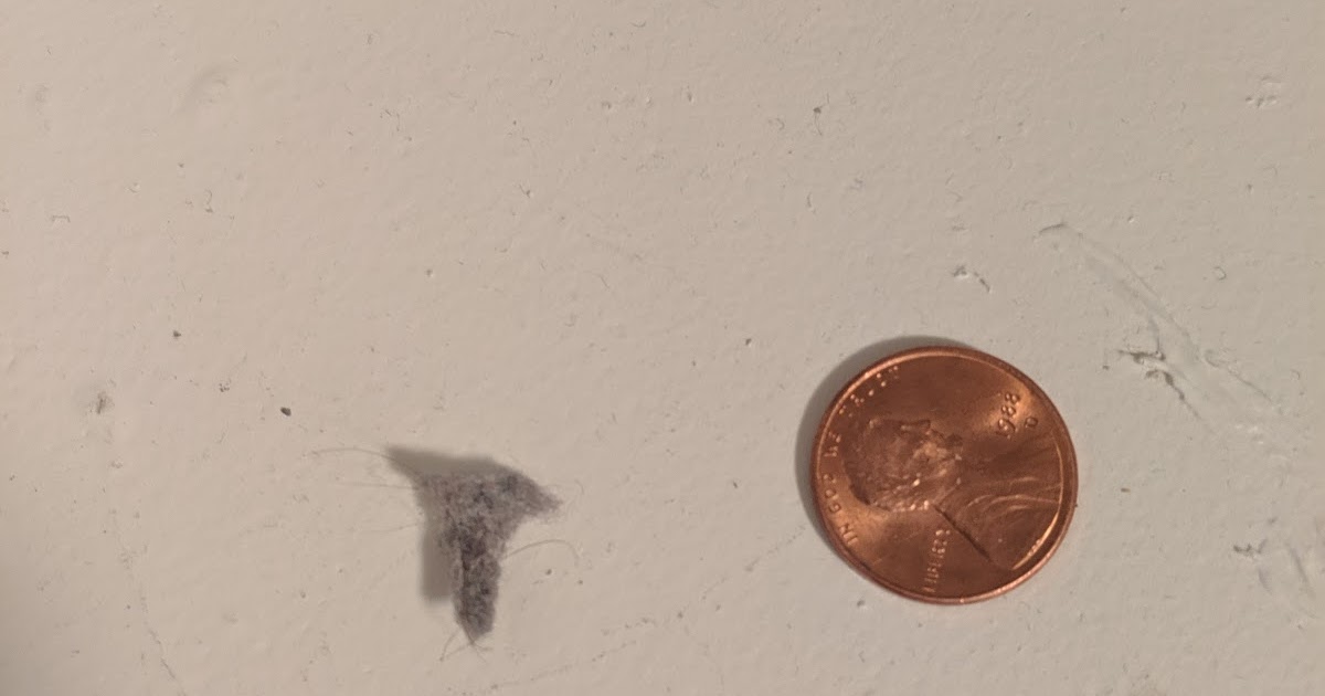 GoofyDads COVID19 Belly button lint