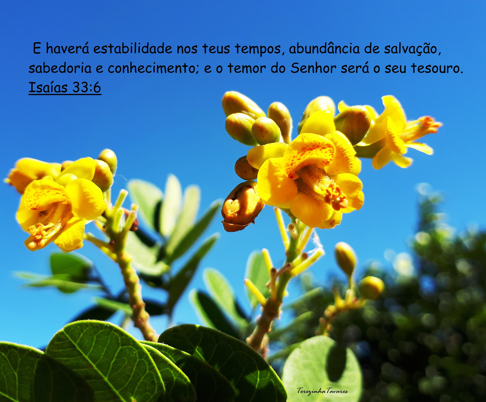 Terezinha Tavares Isaias 33 6