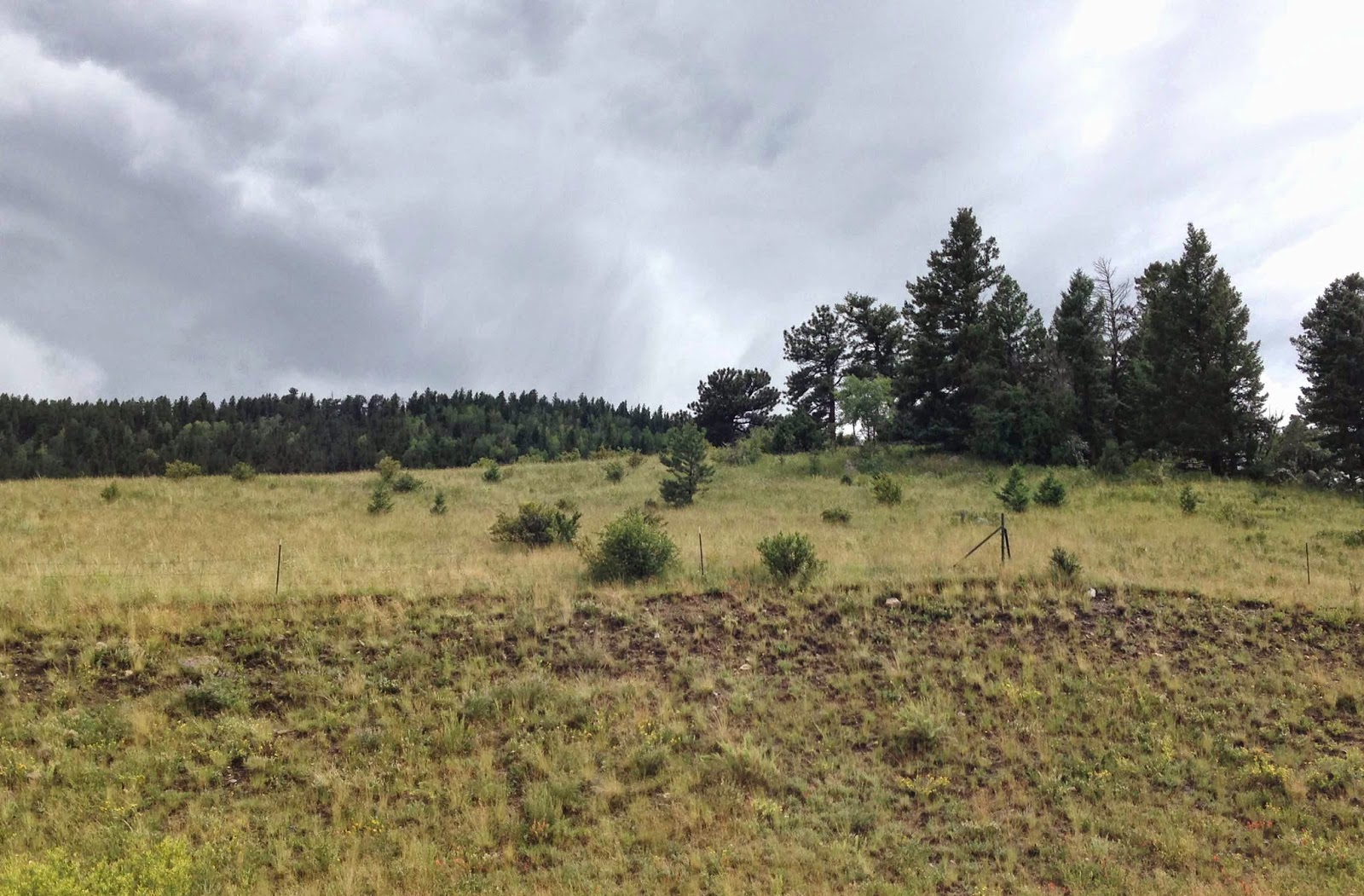 Rocky Mountain Bushcraft Rocky Mountain Edible Plant Identification