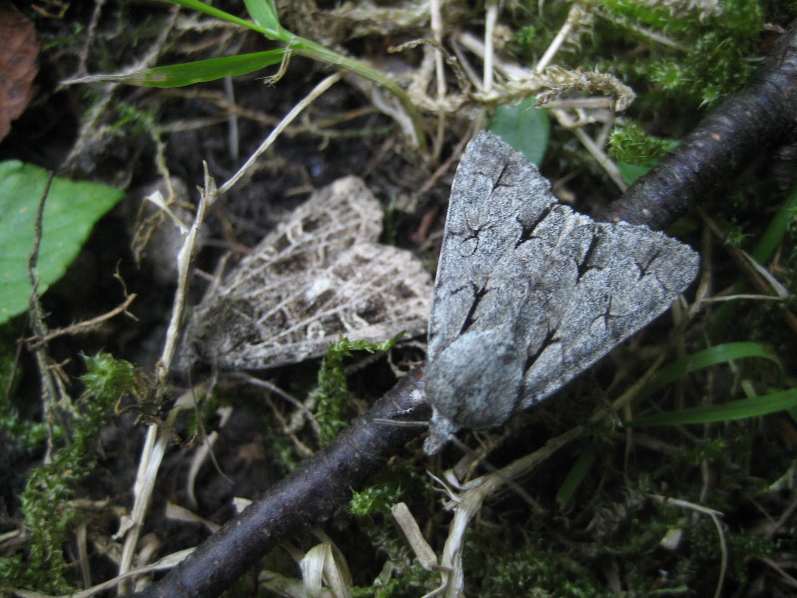 Martin's Moths Hiding in the grass