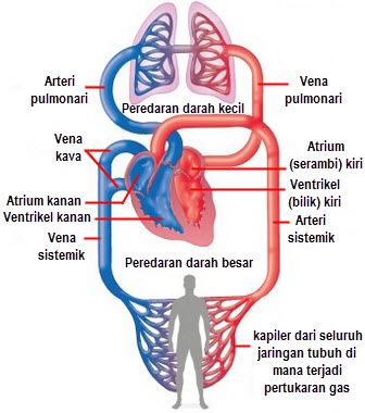 sistem peredaran darah tertutup adalah darah dipompa oleh jantung ke seluruh tubuh melewati