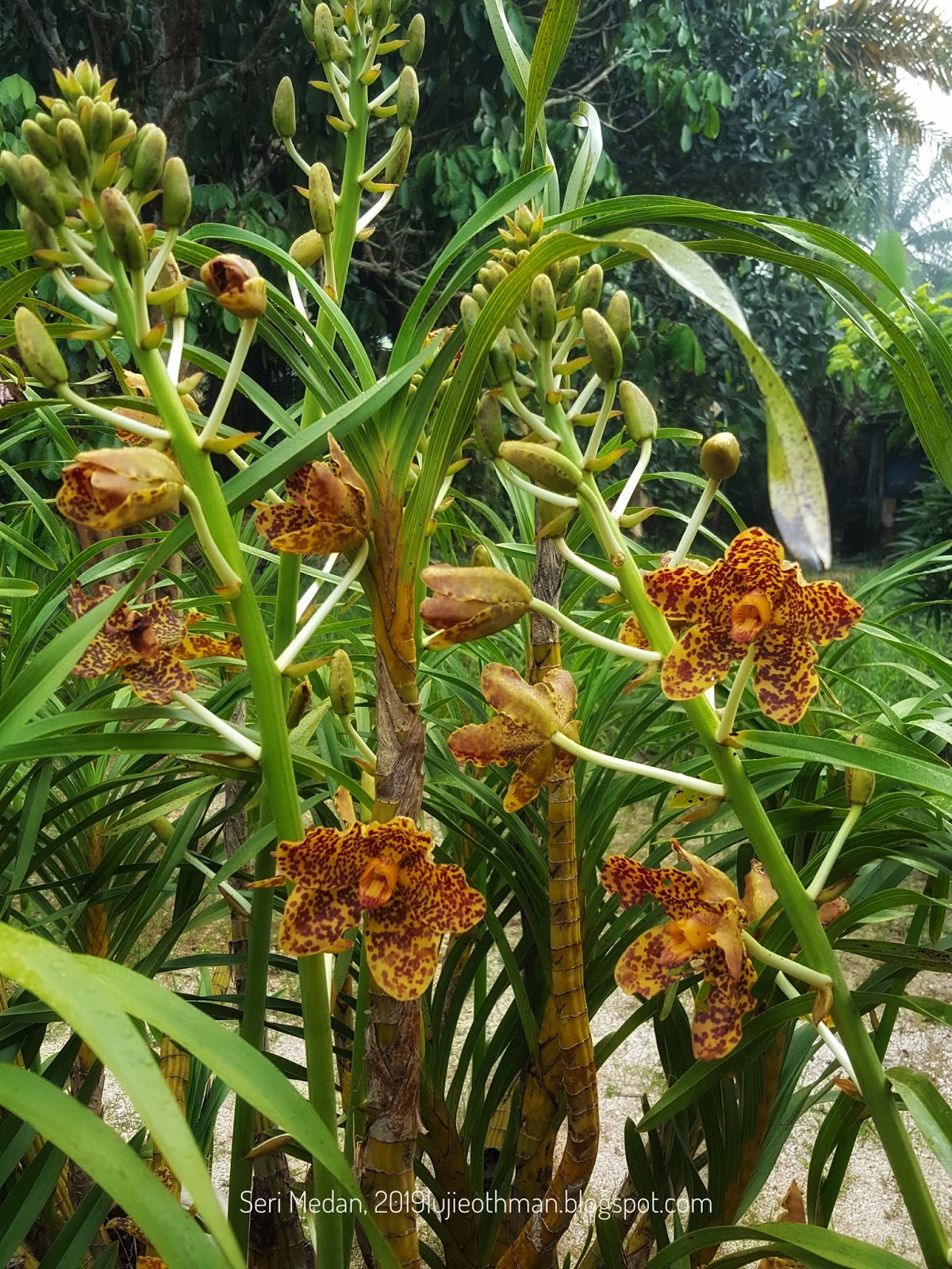 Paling Populer 20 Gambar  Bunga  Orkid  Hutan Gambar  Bunga  HD