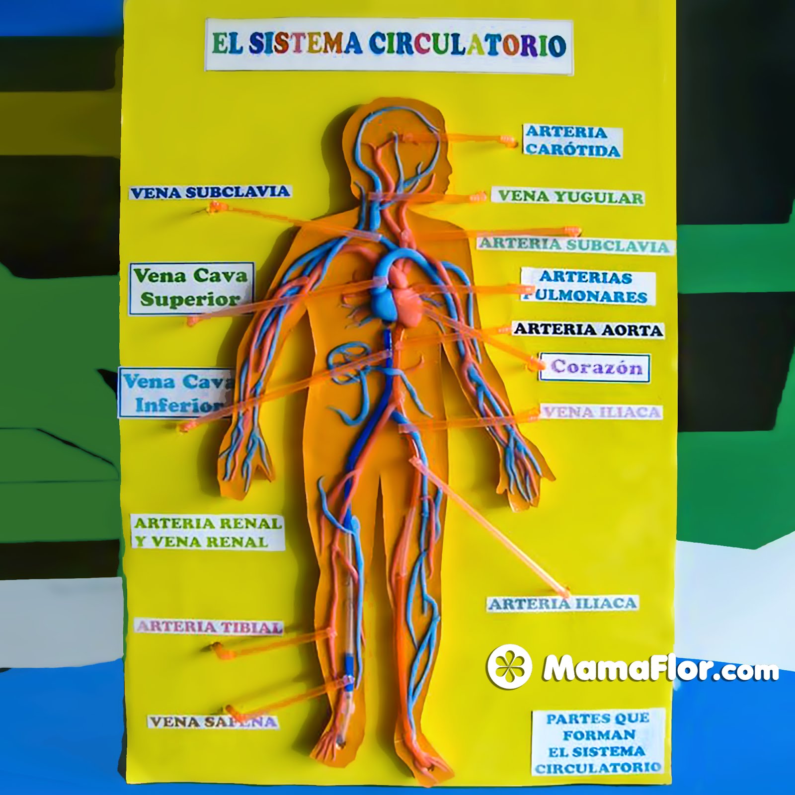 Maquetas Del Sistema Circulatorio Fáciles