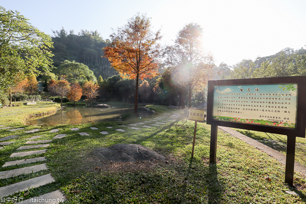 太平落羽松|太平苗圃裡面隱藏著湖光山色美麗倒影,近東汴國小 太平落羽松|太平苗圃裡面隱藏著湖光山色美麗倒影,近東汴國小