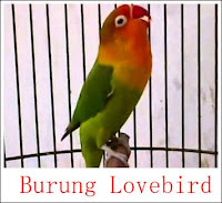 Burung Lovebird