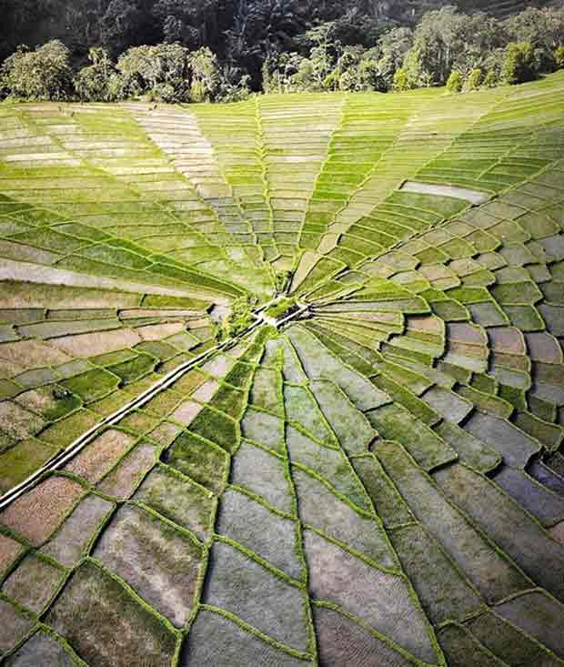 Sawah Spiderweb di Manggarai Flores NTT, Warisan Nenek Moyang yang
