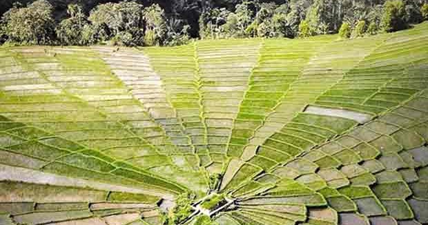 Sawah Spiderweb di Manggarai Flores NTT, Warisan Nenek Moyang yang