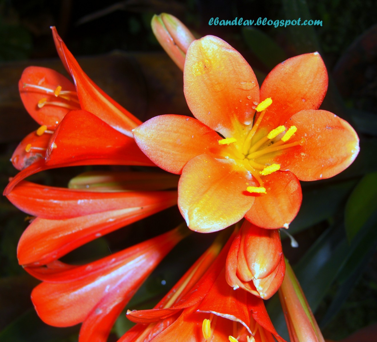 My Thoughts.. My Views.... Sikkim Flowers