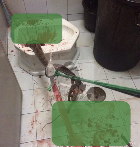 snake bites penis thailand