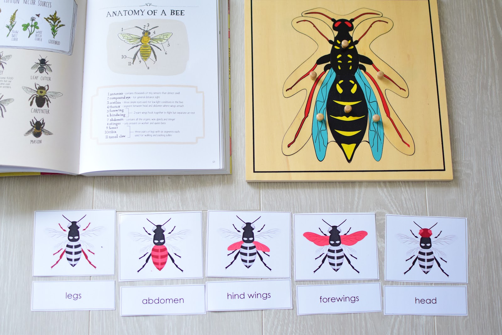 Insect Themed Lesson Plans for Kindergarten to First Grade The Pinay