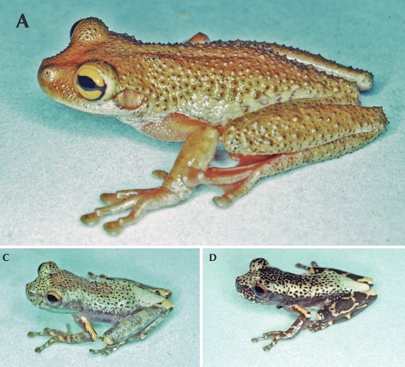 Species New to Science [Herpetology • 2019] Osteocephalus omega • A
