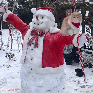 Funny Cat GIF • Cute fluffy persian cat sitting on a strong swowman arm, good spot to perch during snowy winter. Funny Cat GIF • Cute fluffy persian cat sitting on a strong swowman arm, good spot to perch during snowy winter.